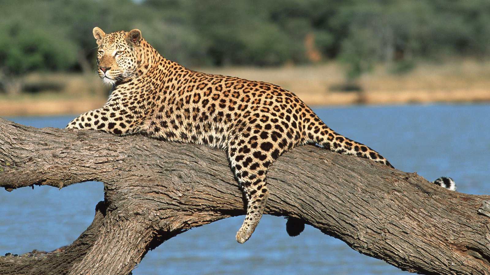 Lorem Ipsum is simply dummy text of the printing and typesetting industry.
